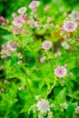 Blooming Astrantia in the garden