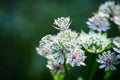 Blooming Astrantia in the garden