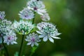 Blooming Astrantia in the garden