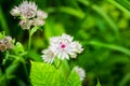 Blooming Astrantia in the garden