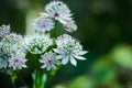 Blooming Astrantia in the garden