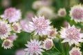 Blooming Astrantia major Rosa Lee masterwort in summer garden