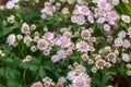 Blooming Astrantia major Rosa Lee masterwort in summer garden