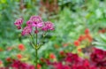 Blooming Astrantia major Rosa Lee masterwort in summer garden Royalty Free Stock Photo