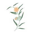 Blooming Australian eucalyptus flower with blossomed buds, burgeons and leaves. Colored botanical element in retro style