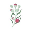 Blooming Australian eucalyptus flower with leaves, blossomed and unopened floral buds. Hand-drawn botanical element in