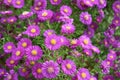 Blooming autumn aster