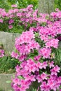 Blooming Azalea Royalty Free Stock Photo