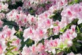 Blooming Azalea Royalty Free Stock Photo