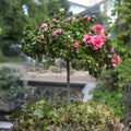 The Blooming azalea in the background of a pond in a botanical garden