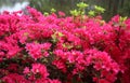 Blooming azalea bush with bright crimson pink flowers in the garden on a spring day