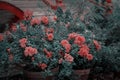 Blooming Azalea in a flower pot Royalty Free Stock Photo