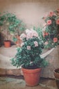 Blooming Azalea in a flower pot Royalty Free Stock Photo