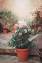 Blooming Azalea in a flower pot Royalty Free Stock Photo