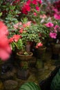 Blooming Azalea Flowering Plants Closeup Photo. Blossoming Decorative Red Buds Flowers And Green Leaves Branches