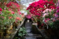 Blooming Azalea Flowering Plants Closeup Photo. Blossoming Decorative Red Buds Flowers And Green Leaves Branches