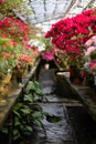 Blooming Azalea Flowering Plants Closeup Photo. Blossoming Decorative Red Buds Flowers And Green Leaves Branches