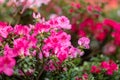 Blooming Azalea Flowering Plants Closeup Photo. Blossoming Decorative Red Buds Flowers And Green Leaves Branches