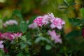 Blooming Azalea Flowering Plants Closeup Photo. Blossoming Decorative Red Buds Flowers And Green Leaves Branches