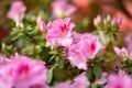 Blooming Azalea Flowering Plants Closeup Photo. Blossoming Decorative Red Buds Flowers And Green Leaves Branches