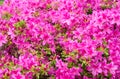 Blooming azalea flowering shrub with pink bloom flower background Royalty Free Stock Photo