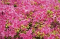 Blooming azalea flowering shrub with pink bloom flower background Royalty Free Stock Photo