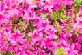 Blooming azalea flowering shrub with pink petals flower background Royalty Free Stock Photo