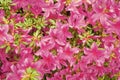 Blooming azalea flowering shrub with pink petals flower background Royalty Free Stock Photo