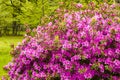 Blooming Azalea flowers, pink and purple flowers in spring, beauty in nature Royalty Free Stock Photo