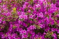 Blooming Azalea flowers, pink and purple flowers in spring, beauty in nature Royalty Free Stock Photo