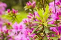 Blooming Azalea flowers, pink and purple flowers in spring, beauty in nature Royalty Free Stock Photo