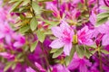 Blooming Azalea flowers, pink and purple flowers in spring, beauty in nature Royalty Free Stock Photo