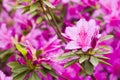 Blooming Azalea flowers, pink and purple flowers in spring, beauty in nature Royalty Free Stock Photo