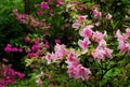 The blooming Azalea in garden Royalty Free Stock Photo