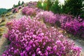 The blooming azalea on the mountain ridge Royalty Free Stock Photo