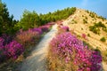 The blooming azalea and path on the ridge Royalty Free Stock Photo