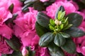 Blooming azalea pink close up