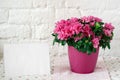 Blooming azalea in pink flowerpot blank card free place for text white rustic background