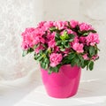 Blooming azalea in pink flowerpot white rustic background Royalty Free Stock Photo