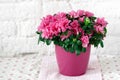 Blooming azalea in pink flowerpot white rustic background Royalty Free Stock Photo