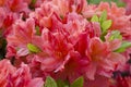 Blooming azalea. Red floral backdrop. Spring flowers texture. Azalea flowering bush. Orange pink flower background Royalty Free Stock Photo