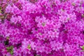 Blooming azalea. Red floral backdrop. Spring flowers texture. Azalea flowering bush. Pink flower background Royalty Free Stock Photo