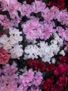 Blooming azalea in red,pink,white,purple.View from above.Close-up Royalty Free Stock Photo