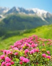 Blooming azalea in Savoy Alps