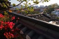 Blooming azalea in Seoul