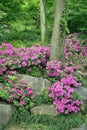 Blooming Azalea at traditional Chinese garden