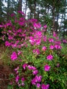 Blooming Azaleas