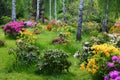 Blooming azaleas in a botanical garden