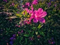 Blooming azaleas under sunlight