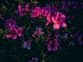 Blooming azaleas under sunlight